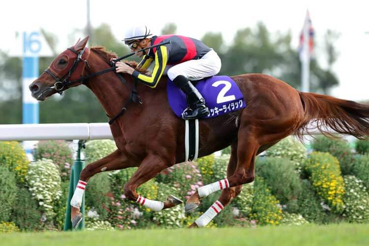 ラッキーライラック