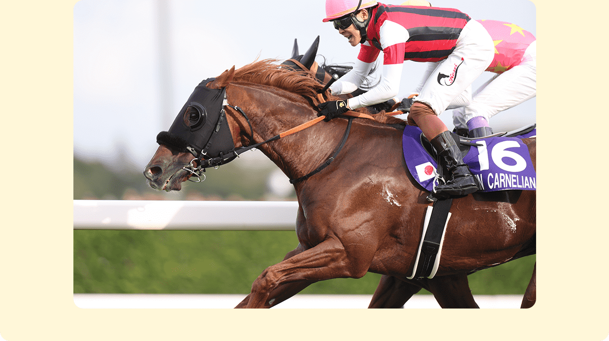 ウインカーネリアン写真