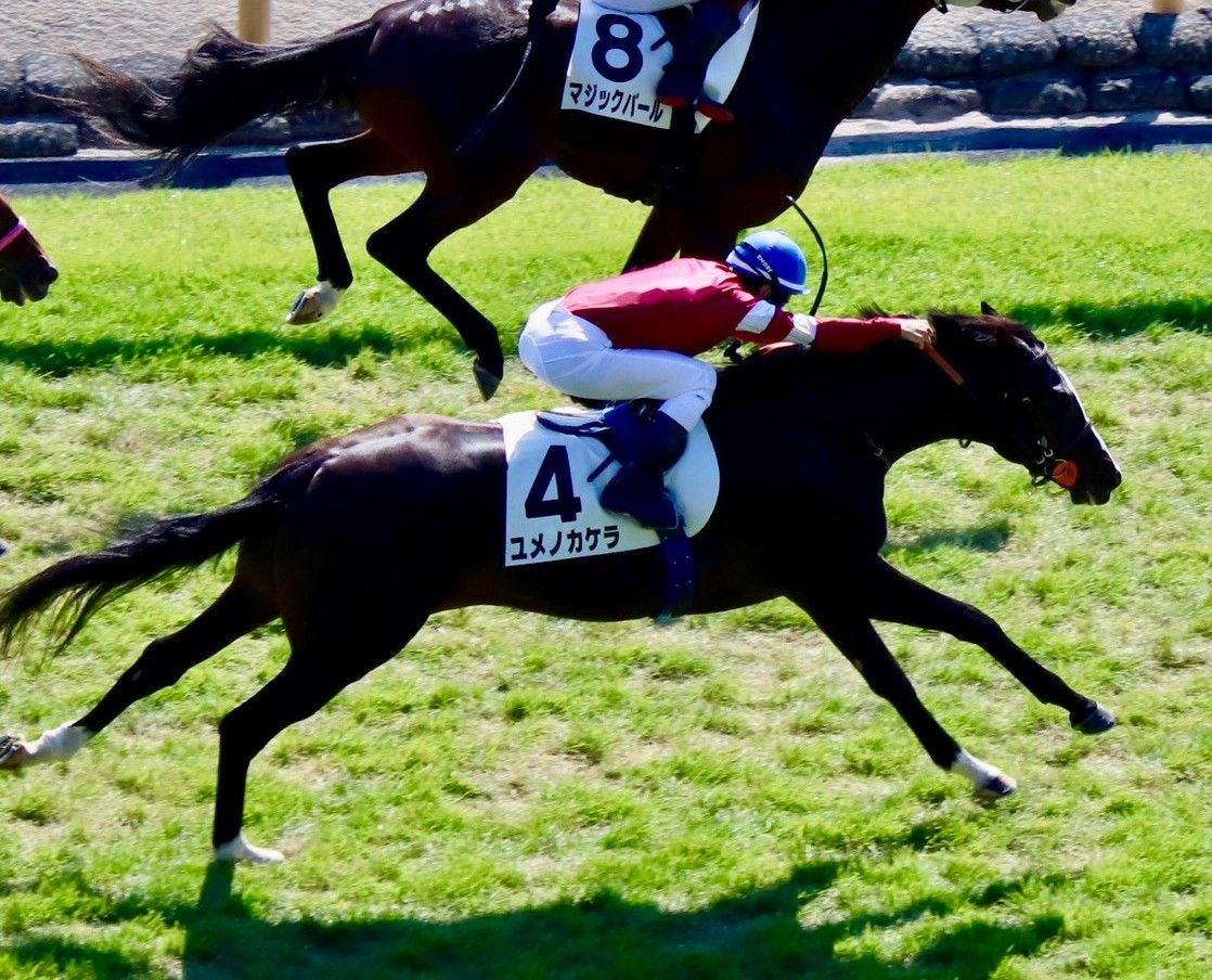 【検量室前インタビュー】日曜東京２歳新馬・レース後コメント